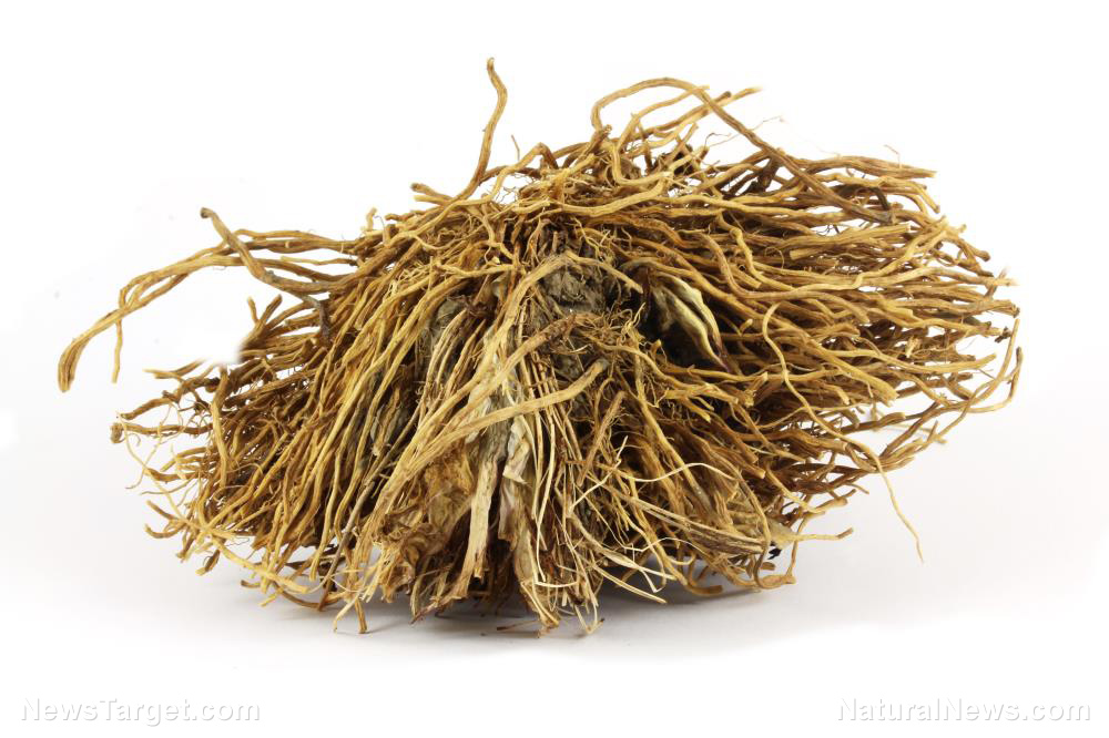 сырья корень валерианы. Valeriana officinalis корень. корень валерианы. лрс валерианы. корневища с корнями валерианы лрс.